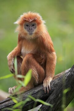 Javan lutung (Trachypithecus auratus), orange morph, juvenile, sitting on tree, alert, endangered species, captive, Indonesia