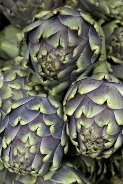 Globe Artichoke (Cynara scolymus)