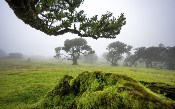Stinkwood (Ocotea foetens) overgrown with moss and plants in the mist, Old laurel forest, Stink laurel, Laurisilva, UNESCO World Heritage Site, Fanal, Madeira, Portugal