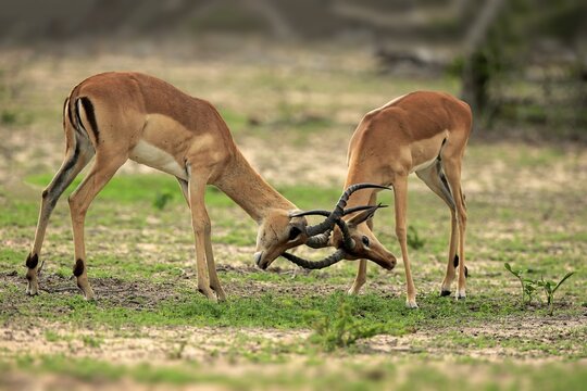 Impalas (Aepyceros melampus), two males fighting, Sabi Sand Game Reserve, Kruger National Park, South Africa