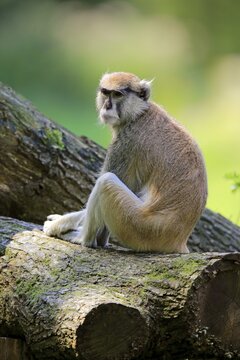 Common patas monkey (Erythrocebus patas patas), adult, sits on tree trunk, captive