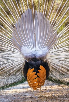 Peacock Indian peafowl (Pavo cristatus) beats wheel, view from behind, Peacock Forest Plaka Forest, Kos, Dodecanese, Greece