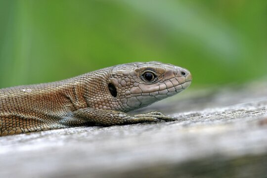 Portrait of a Viviparous lizard (Lacerta vivipara), Hessen, Germany