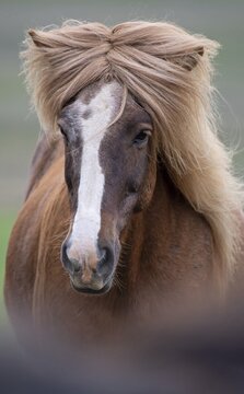 Icelandic horse (Equus islandicus), portrait, L&yacute;tingssta&eth;ir, North Iceland, Iceland