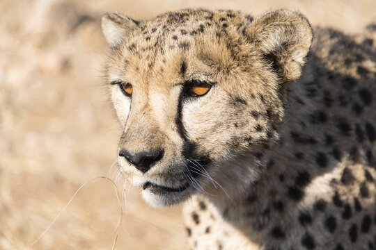 Cheetah (Acinonyx jubatus), Khomas, Namibia