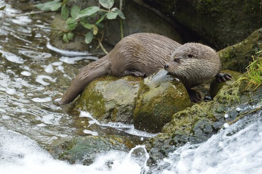 Otter (Lutra lutra), captive, Sihlwald, Canton of Zurich, Switzerland