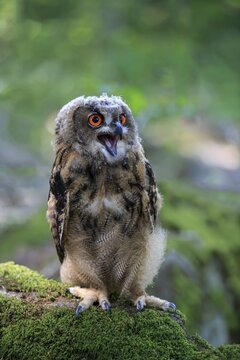 Eurasian eagle-owl (Bubo bubo), adult on lookout, hooting, Kasselburg, Eifel, Germany