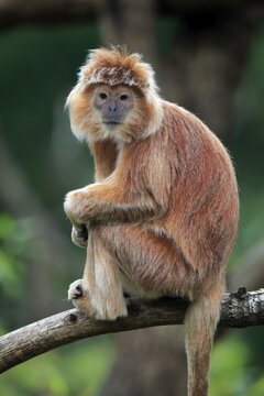 Javan lutung (Trachypithecus auratus), orange morph, adult, sitting on tree, alert, endangered species, captive, Indonesia