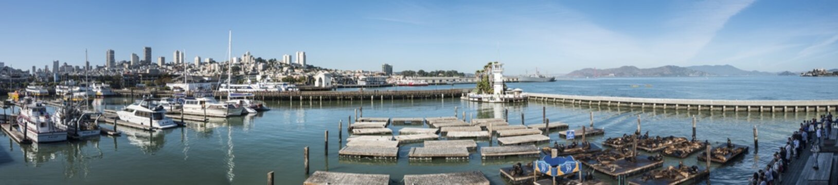 California Sea Lions (Zalophus californianus) at Pier 39 with skyline of San Francisco's Fisherman's Wharf, San Francisco, California