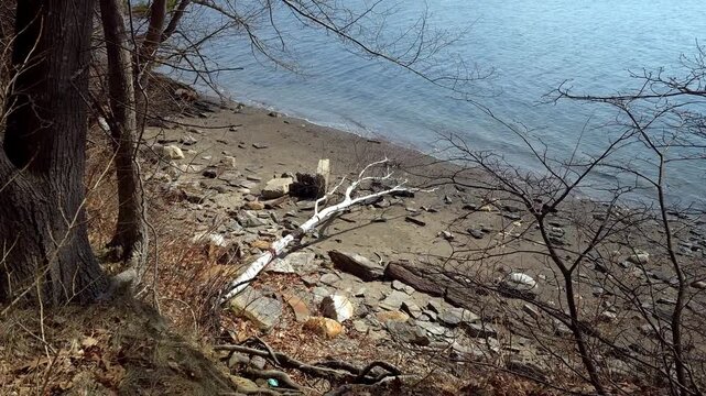 White birtch tre fallen on beack Mackworth Island Portland, Maine