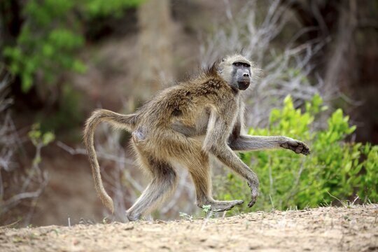 Chacma baboon (Papio ursinus), adult, running, Kruger National Park, South Africa