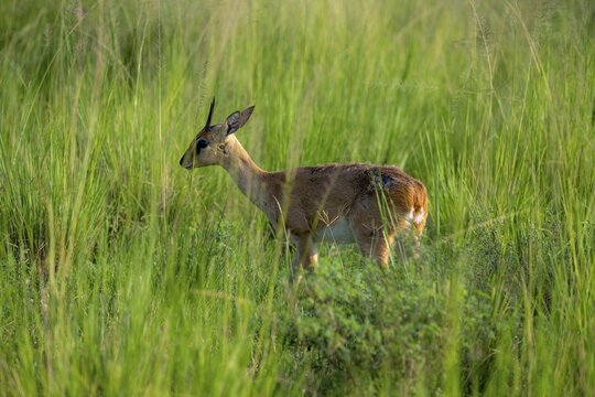 Palebuck, Sudan Oribi (Ourebia montana), in tall green grass, Murchison Falls National Park, Uganda