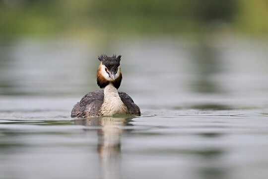 Great Crested Grebe (Podiceps Scalloped ribbonfish), swimming in the water, Lake Zug, Canton Zug, Switzerland