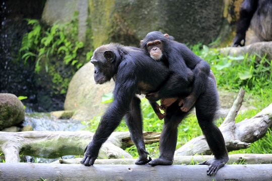 Chimpanzees (Pan troglodytes troglodytes), adult with offspring, young animal rides on back, social behaviour, captive, occurrences in middle Africa