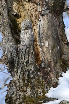 Ural owl (Strix uralensis) perched on an old tree trunk, nesting in the old tree, Kawayu Onsen, Kushiro, Hokkaido, Japan