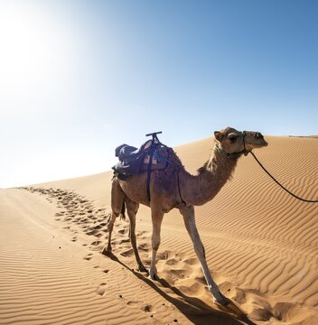 Dromedary (Camelus dromedarius), sand dunes in the desert, Erg Chebbi, Merzouga, Sahara, Morocco