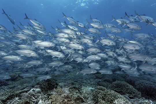 Swarm Bigeye trevallies (Caranx Sexfasciatus) swims over coral reef, Pacific Ocean, Sulu Lake, Tubbataha Reef National Marine Park, Palawan Province, Philippines