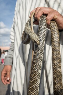 Snake charmer with snake in hand, Jemaa el-Fnaa market square, Marrakesh, Morocco, Africa