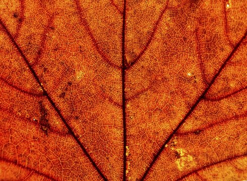 Maple (Acer), autumn red Maple leaf in autumn, close-up, Germany