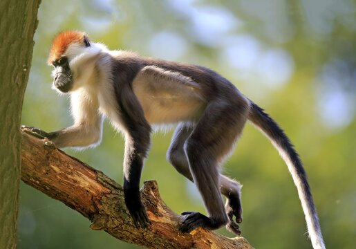 Collared mangabey (Cercocebus torquatus), adult, runs on branch, captive