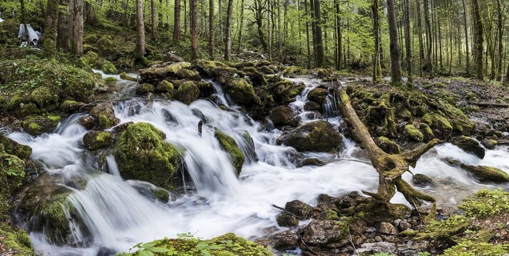 Stream running through forest, R&ouml;thbach, R&ouml;thbachfall, Sch&ouml;nau am Koenigssee, Berchtesgaden, Bavaria, Upper Bavaria, Germany