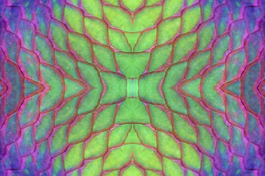 PHOTOMONTAGE, scales of rust head parrot fish (Scarus ferrugineus), also blue ribbon parrot fish, detail, graphic, Red Sea, Egypt