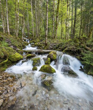 R&ouml;thbach with mossy stones, river at the end of R&ouml;thbach waterfall, Salet am K&ouml;nigssee, National Park Berchtesgaden, Berchtesgadener, Upper Bavaria, Bavaria, Germany