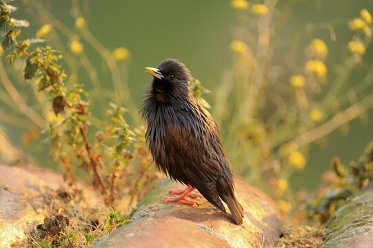 Spotless Starling (Sturnus unicolor), perched on roof tile