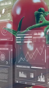 Vertical video: Camera sliding toward tomatoes, HUD charts shifting highlighting stem for food UX