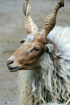 A racka sheep with large twisted horns sits quietly in a farm setting during daylight hours in a rural area