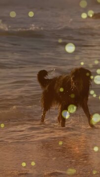 Vertical video: Dog chasing waves, turning to cam, walking shore, bokeh overlay drifting right, ads