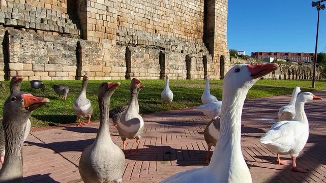 A group of geese walking along a wall on a sunny day. Close-up shot of birds walking. Spain.