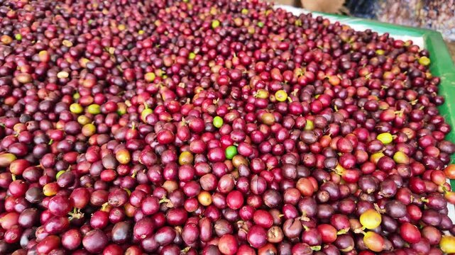 Abundant fresh coffee fruit on table, vibrant and rich in color