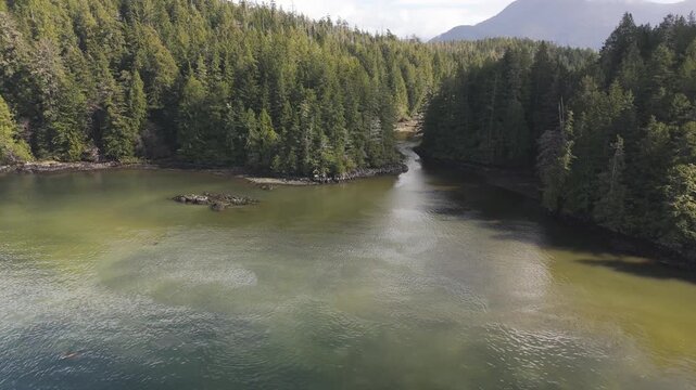 Herring spawn in the estuary of a small river in the West Coast of Vancouver island in Canada.