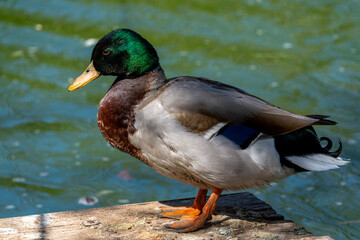 Fototapeta premium Duck standing on a wooden dock near green water on a sunny day