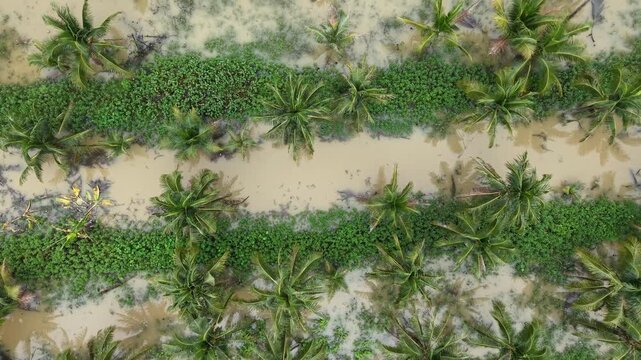 Drone footage of flooded oil palm plantation rows