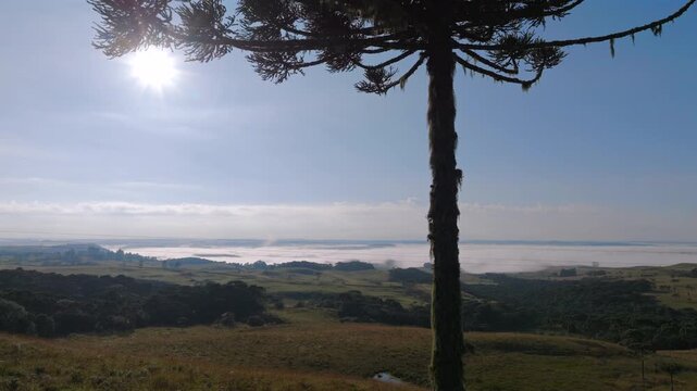 Araucaria canopy orbit reveals misty highland landscape and low clouds in Serra Gaucha.