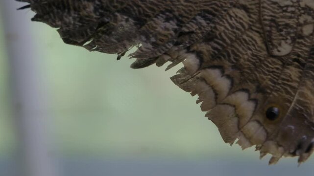 Extreme closeup motion of damaged Caligo eurilochus butterfly wing showing tattered scales and worn eye spots. End-of-life specimen reveals fragility and mortality. Critical condition wildlife.