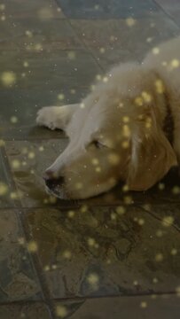 Vertical video: Dog entering right, settling to rest on tiles under golden bokeh, vertical ad