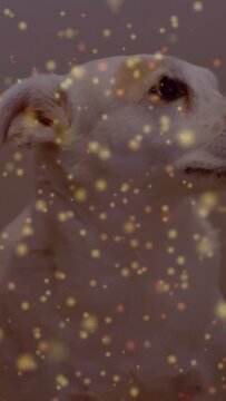 Vertical video: Dog blinking, turning right, revealing profile while gold particles drifting