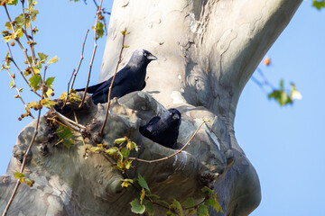 couple de choucas des tours devant son nid au coeur d'un platane © Marc