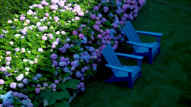 Timelapse of hydrangea flowers in backyard