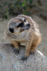 Fototapeta premium Meerkat sitting on a rock in its natural habitat during daytime under clear weather