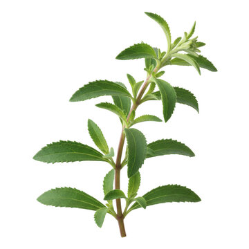 Fresh green stevia rebaudiana herb sprig isolated on a transparent background