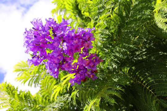 Jacaranda mimosifolia is a sub-tropical tree native to south-central South America that has been widely planted elsewhere because of its attractive and long-lasting violet-colored flowers