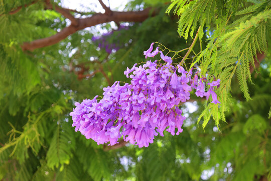 Jacaranda mimosifolia is a sub-tropical tree native to south-central South America that has been widely planted elsewhere because of its attractive and long-lasting violet-colored flowers