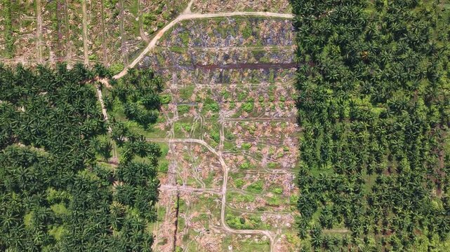 Aerial view dry oil palm plantation showing cleared tree rows