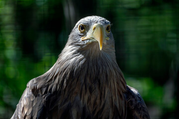 Fototapeta premium Eagle stands in close-up view with green background during daylight hours in a natural setting