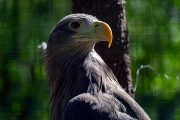 Fototapeta premium Eagle stands tall near a tree with green background on a sunny day in a wildlife park
