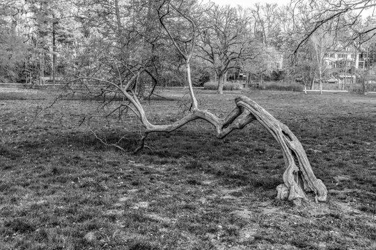 tree in the castle park with funny stretching structure and assistance to hold the treetrunk in diagonal position